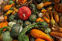 A display of different varieties of harvested Pumpkins, Squash and Gourds, including Buttercup squash, Pumpkin 'Rouge vif d'Etampes', Golden summer Crookneck squash, Cucurbita pepo 'Ten Commandments' and corns