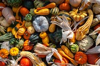 A display of different varieties of harvested Pumpkins, Squash and Gourds, including Buttercup squash, Koshare Yellow Banded gourd, Pattypan squash, Cucurbita pepo 'Ten Commandments', Pumpkin 'Jack Be Little' Acorn squash, Butternut Squash - Cucurbita moschata and sweet corns 