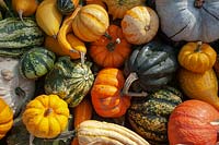 A display of different varieties of harvested Pumpkins, Squash and Gourds, including Buttercup squash, Koshare Yellow Banded gourd, Pattypan squash, Cucurbita pepo 'Ten Commandments', Pumpkin 'Jack Be Little' Acorn squash, Butternut Squash - Cucurbita moschata