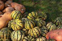 A display of different varieties of harvested Pumpkins and Squash including Butternut Squash - Cucurbita moschata and Pink Banana Squash â€“ Cucurbita maxima 