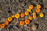 Harvested Pumpkins 'Munchkin' - Cucurbita pepo - Cucurbitaceae