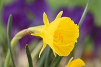 Narcissus 'Oxford Gold' AGM - Hoop-petticoat daffodil  