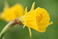 Narcissus 'Oxford Gold' AGM - Hoop-petticoat daffodil