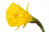 Narcissus 'Oxford Gold' AGM - Hoop-petticoat daffodil
