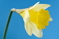 Narcissus lobularis - Narcissus pseudonarcissus 'Lobularis' - Lent lily daffodil 