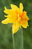 Narcissus  'Double Itzim' 