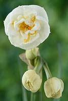 Narcissus 'Bridal Crown' AGM - Double - One flower open the rest still closed  
