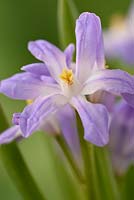 Chionodoxa forbesii 'Violet Beauty' - Glory of the Snow  
