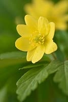 Anemone ranunculoides AGM - Wood ginger or Yellow anemone

