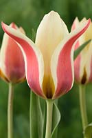 Tulipa 'Turkish Delight' - Tulips - Greigii Group