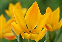 Tulipa heweri - Hewer's tulip
