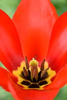 Tulipa undulatifolia 'Clare Benedict' - Tulipa 'Clare Benedict'