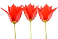 Tulipa undulatifolia 'Clare Benedict'