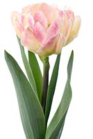 Tulipa 'Foxtrot' AGM - Double Early Group 