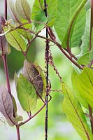 Cobaea scandens - Cup and Saucer Vine tendrils