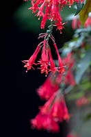 Fuchsia 'Mary' - Triphylla Fuchsia