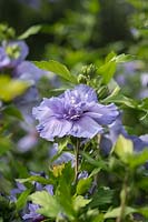 Hibiscus syriacus Blue Chiffon 'Notwood3' - Rose of Sharon 'Blue Chiffon'