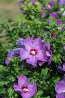 Hibiscus syriacus 'Bredon Springs' - Rose of Sharon 'Bredon Springs'

