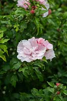 Hibiscus syriacus 'Pink Chiffon' - Rose of Sharon 'Pink Chiffon'