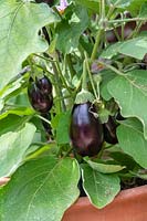 Solanum melongena - Aubergine 'Kaberi' plant fruiting