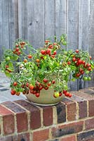 Tomato 'Tumbling Tom', a trailing tomato plant with clusters of small red cherry tomatoes cascading over the side.