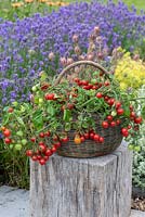 'Tumbling Tom' - a trailing tomato plant with clusters of small red cherry tomatoes cascading over the sides of a basket.