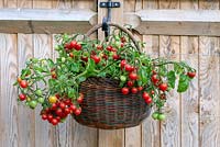 'Tumbling Tom' - a trailing tomato plant with clusters of small red cherry tomatoes cascading over the sides of a basket.
