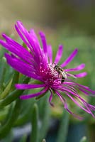 Eupeodes luniger - hoverfly, visits the pink daisy-like flowers of Delosperma cooperi - Cooper's ice plant.