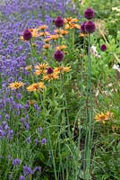 Allium sphaerocephalon - drumstick allium, flowering in border with orange coneflowers and lavender.