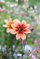 A bee seeks nectar in Dahlia 'Mystic Memories', a single anemone flowered dahlia with dusky foliage.