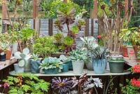 Greenhouse interior packed with tender Aeonium, Crassula, Sedum, pelargoniums and begonias.