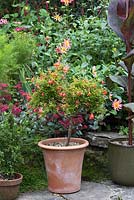 Punica granatum var nana - Dwarf pomegranate growing in a pot. 