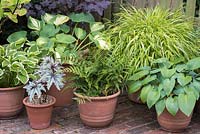 Pot collection of hostas, ferns, Begonia 'Little Brother Montgomery' and Hakonechloa macra 'Aureola'.