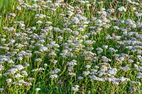 Achillea millefolium - Wild Yarrow