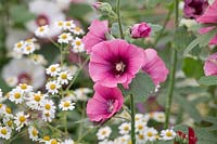 Alcea rosea 'Halo cerise' -  Hollyhock 'Halo cerise' flower