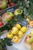 Malus Domestica 'Yellow Ingestrie' - Autumn apple display at Daylesford Organic farm shop autumn festival
