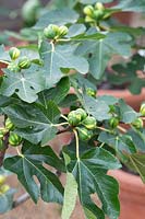 Ficus carica - Fig 'Panache' - Tiger fig