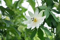 Passiflora 'Snow Queen' - Passion flower 'Snow Queen'