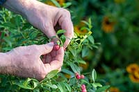 Vaccinium 'Pink Lemonade' - Gardener picking Blueberry 'Pink Lemonade' berries