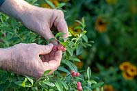 Vaccinium 'Pink Lemonade' - Gardener picking Blueberry 'Pink Lemonade' berries