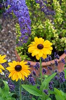 Rudbeckia hirta 'Toto' - Coneflower in front of lavender in a herb garden