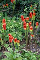 Arum maculatum - Lords and Ladies with ripening fruit