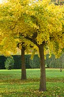Gingko tree showing autumnal colour.
