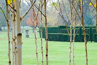 View through young Betula whips to Chippenham Park, Cambrideshire, UK.  