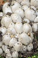 Mushrooms - fungi 