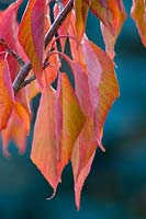 Prunus 'Fragrant Cloud' - Cherry 'Fragrant Cloud' with autumn colour.

