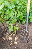 Harvesting potatoes - Potato 'Ulster Prince' using a fork. 