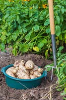 Harvested potatoes - Potato 'Ulster Prince' in plastic sieve and fork.
