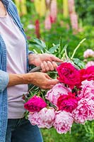 Woman with basket of newly picked Paeonia - Peonies. 