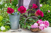 Woman arranging newly picked Paeonia - Peonies from garden in galvanised bucket with Alchemilla mollis. 